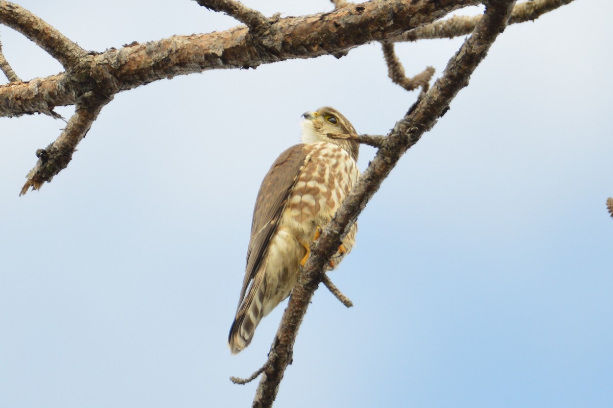 Merlin - ML646772545