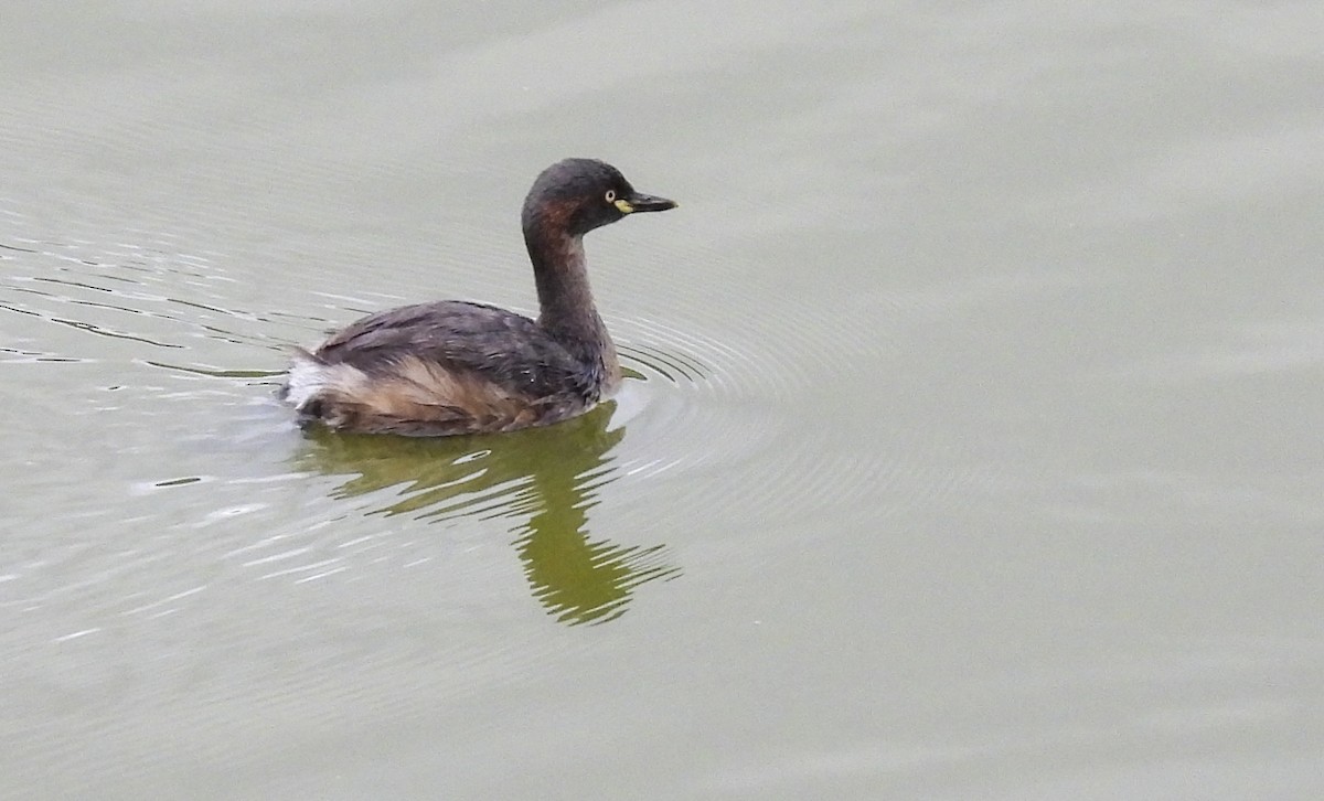 Пірникоза австралійська - ML646772547