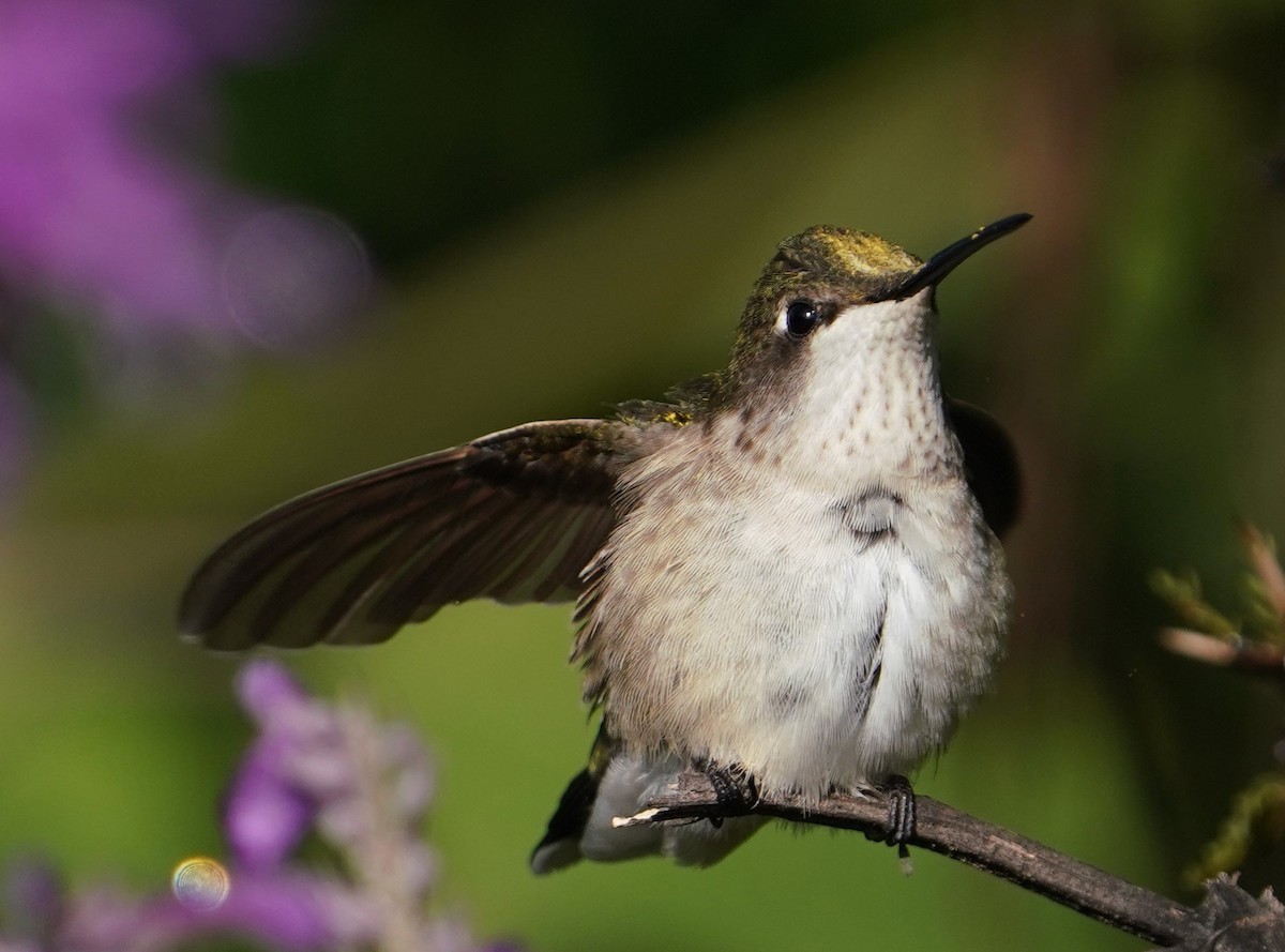 Рубиновогорлый колибри - ML646772549