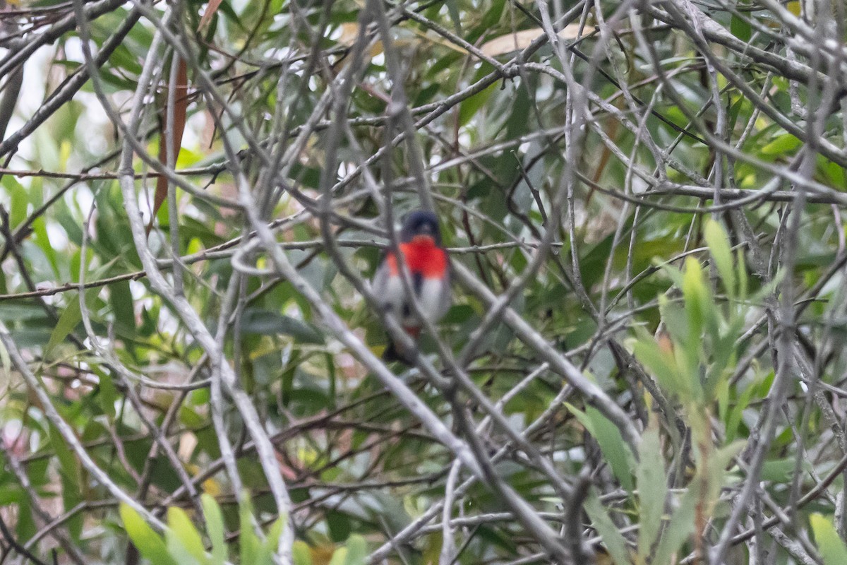 ヤドリギハナドリ - ML646772550