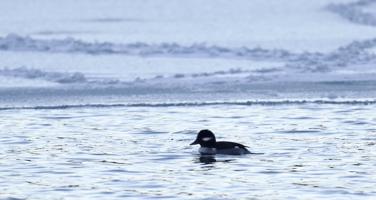 Büffelkopfente - ML646772553