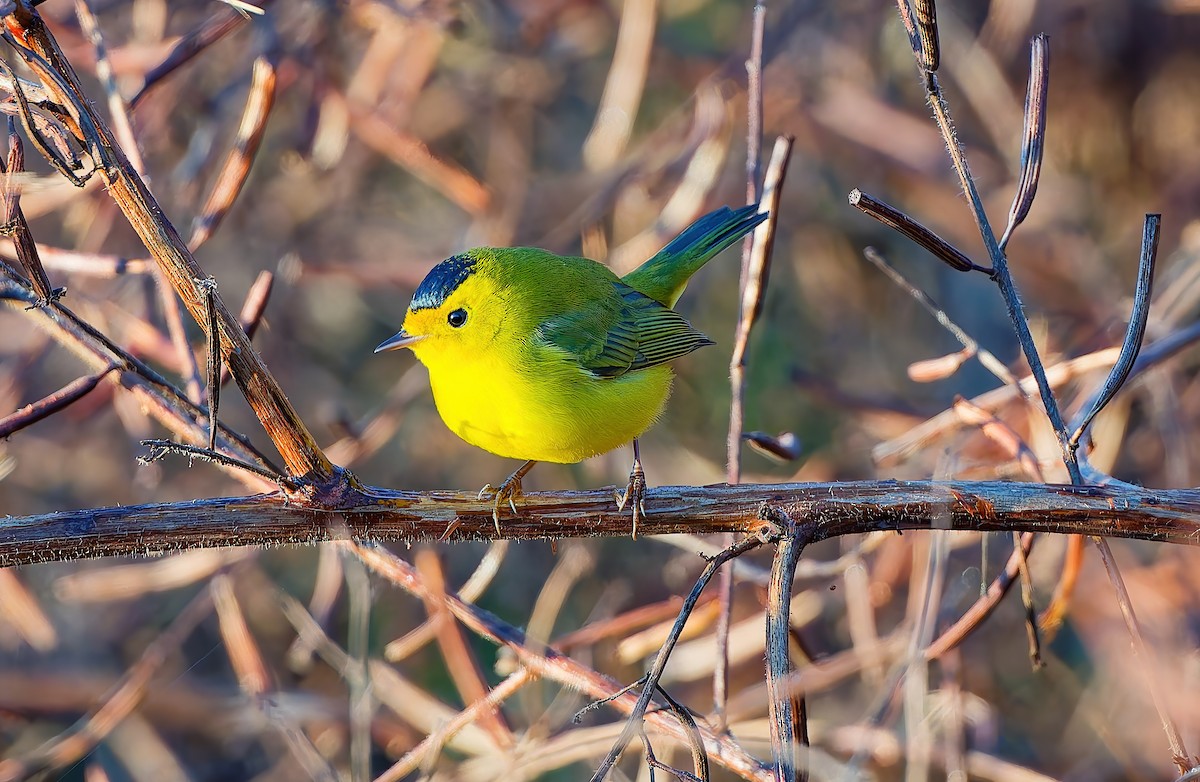 Wilson's Warbler - ML646772554