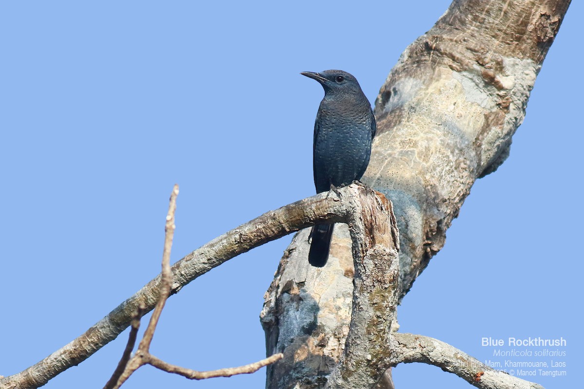 Цэнхэр жижир - ML646772555