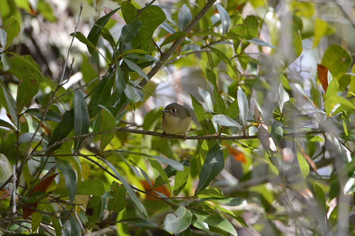 Ruby-crowned Kinglet - ML646772556