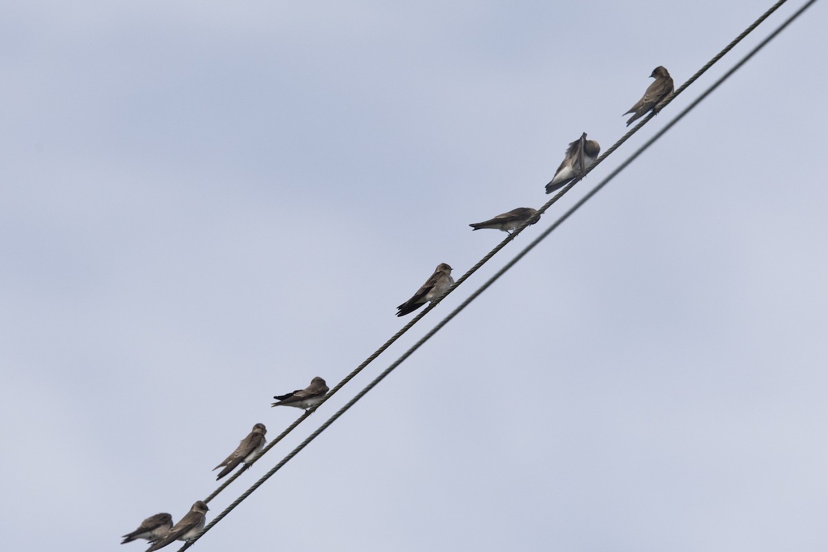 キタオビナシショウドウツバメ - ML646772557