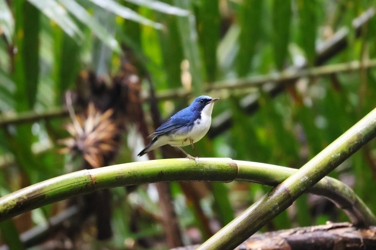 Siberian Blue Robin - ML646772558