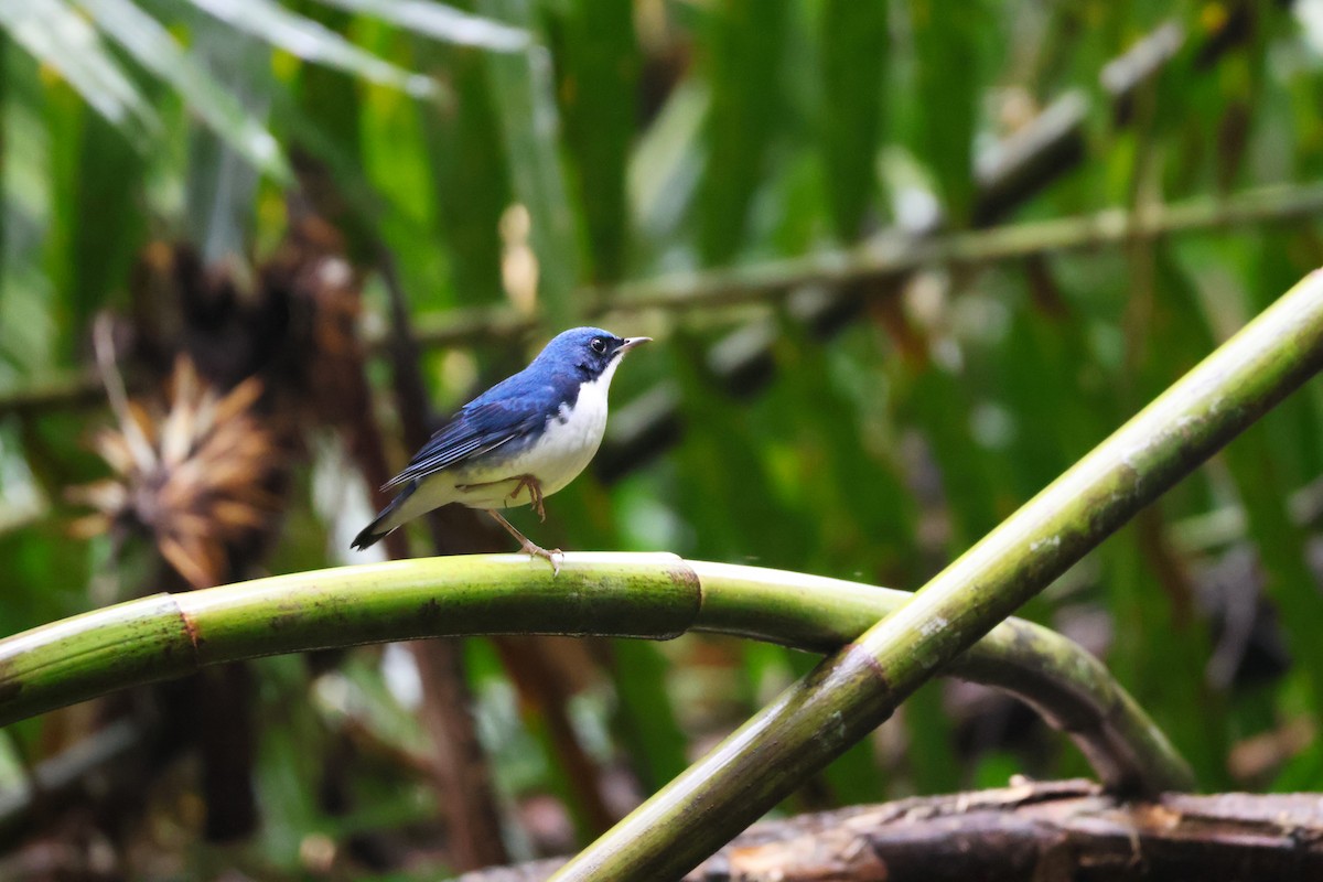 Siberian Blue Robin - ML646772559