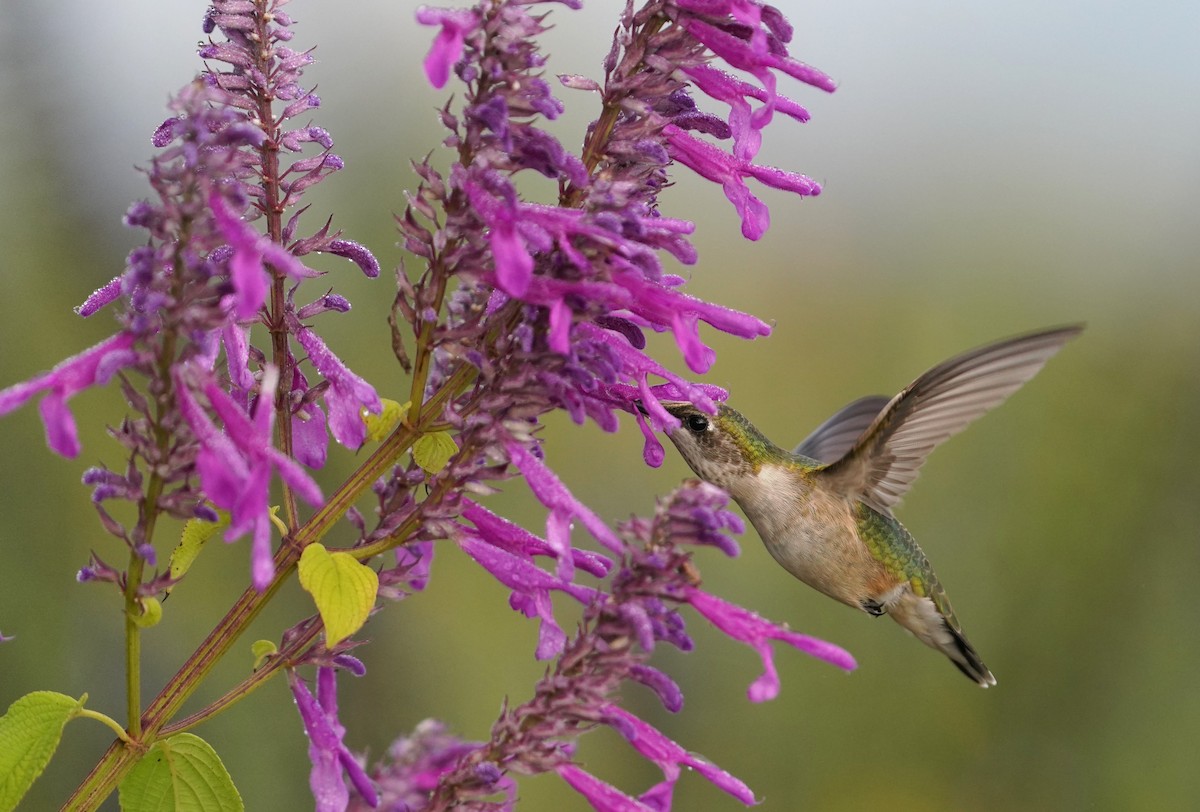 Рубиновогорлый колибри - ML646772560