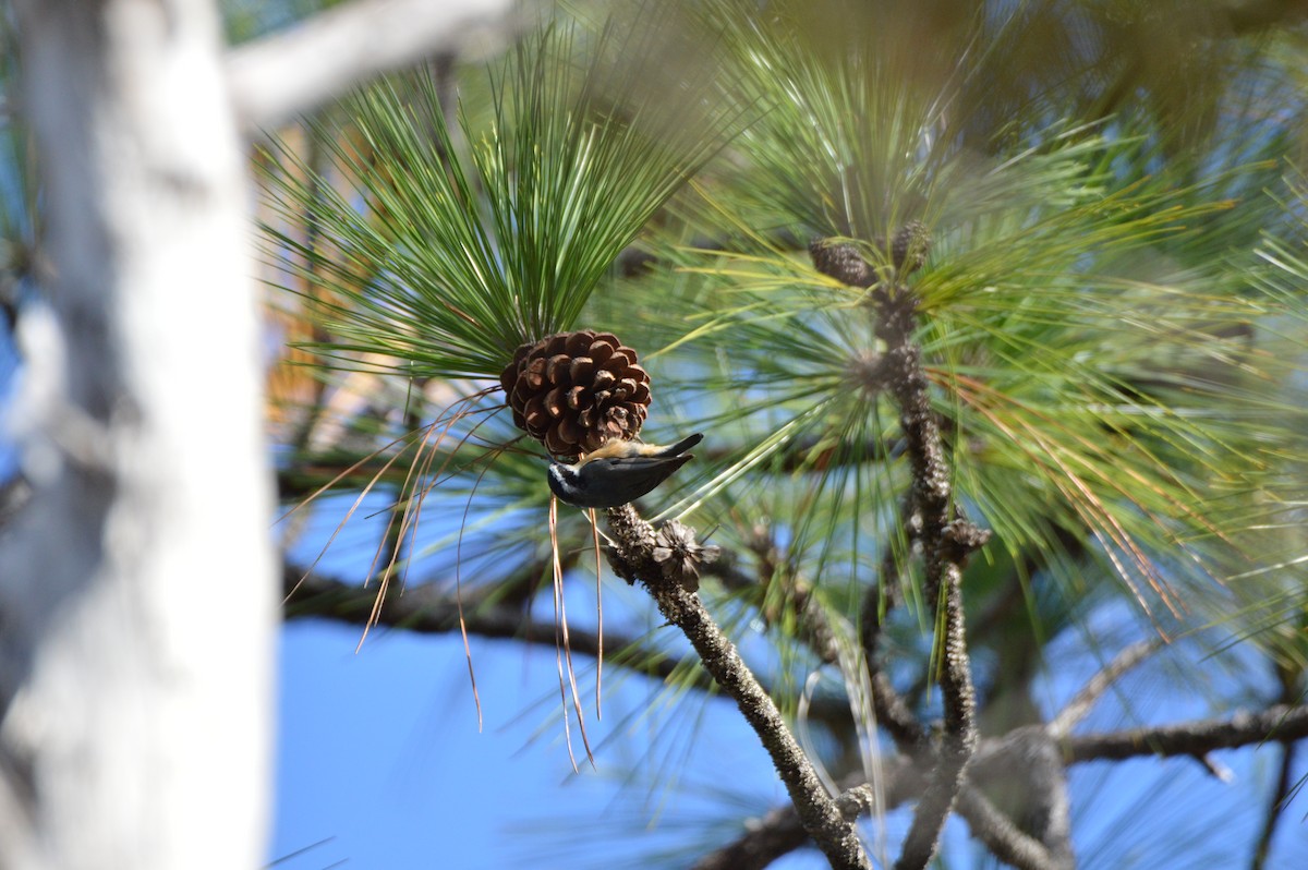 Red-breasted Nuthatch - ML646772561