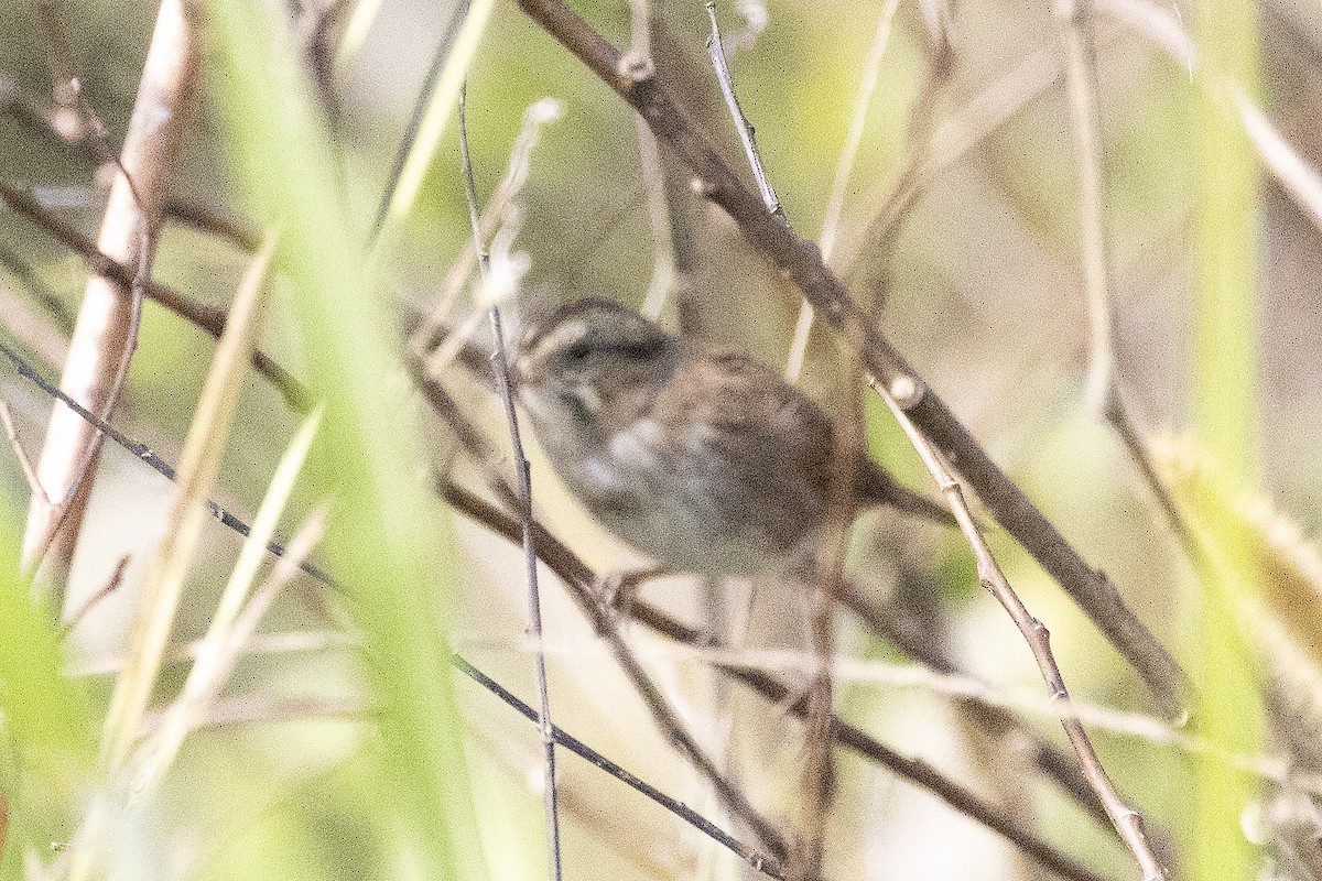 ヌマウタスズメ - ML646772562