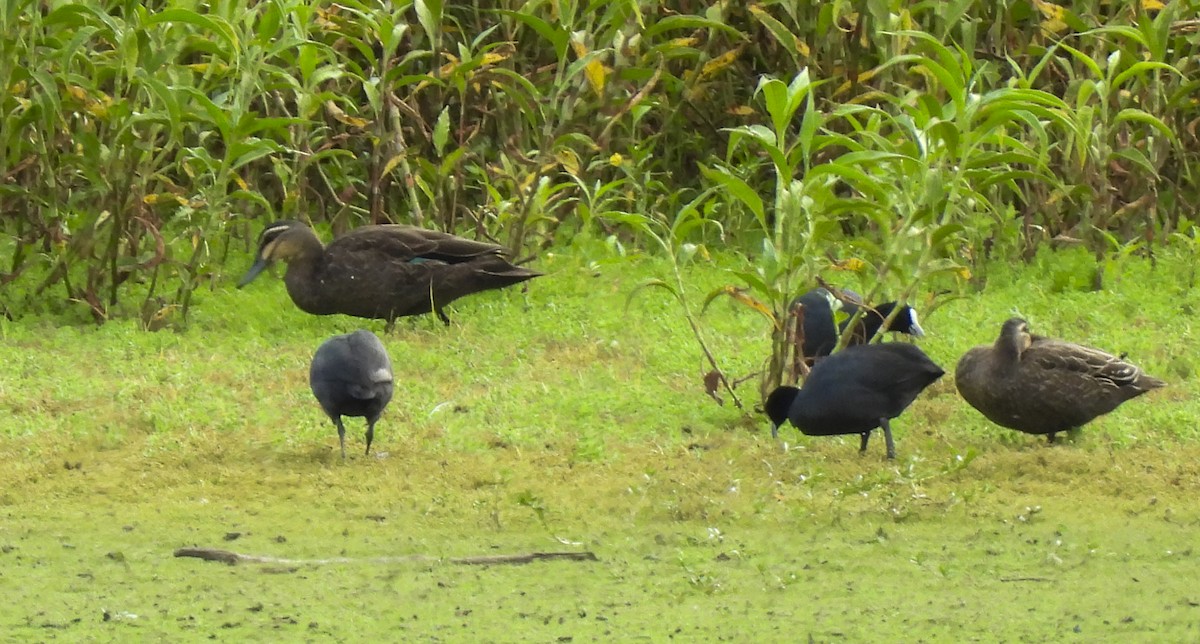 Крижень австралійський - ML646772563