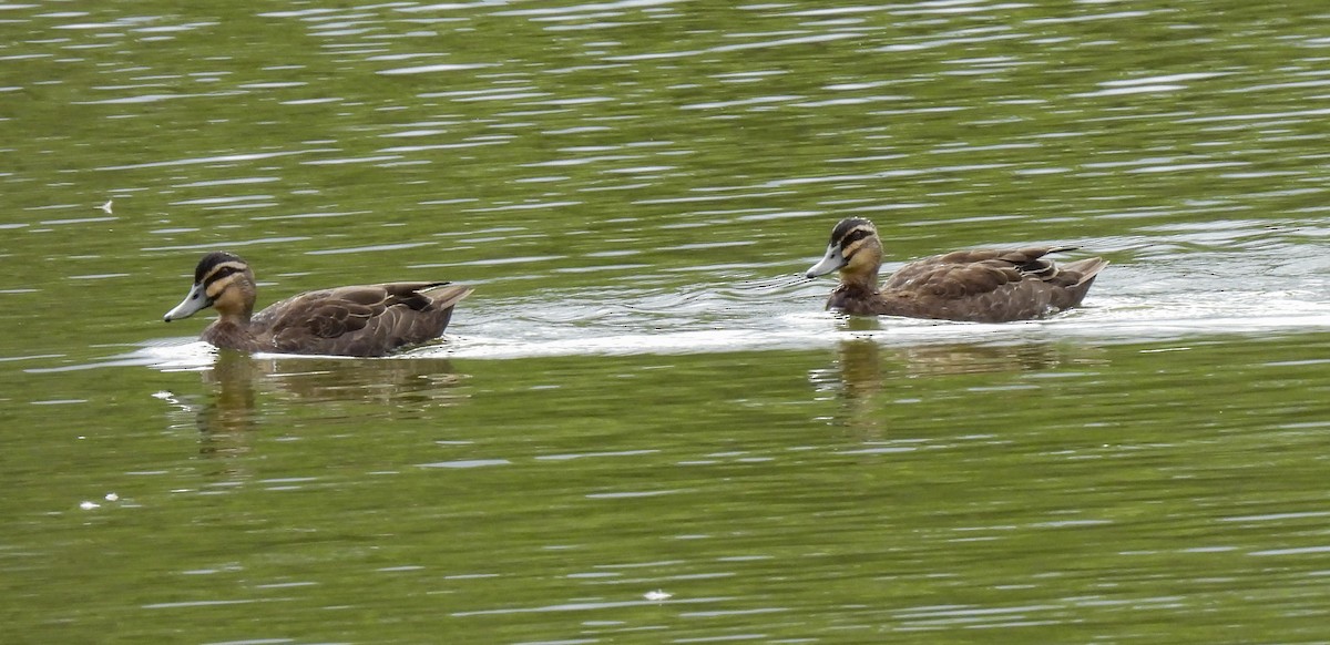 Крижень австралійський - ML646772564