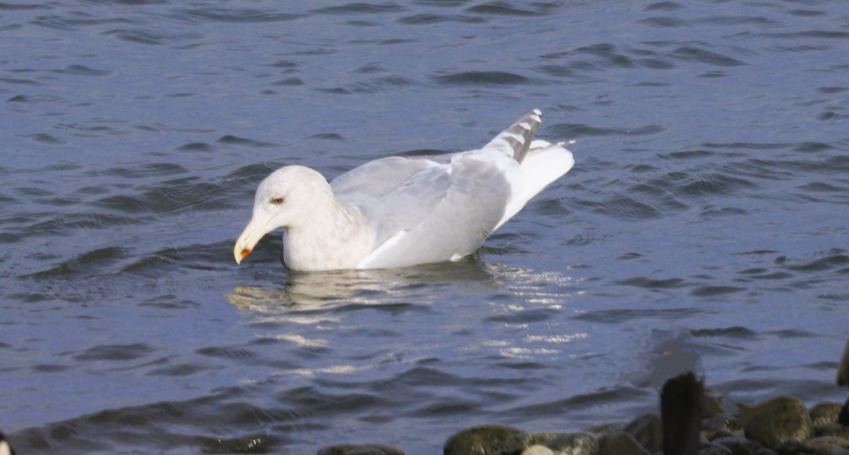 雑種 アメリカオオセグロカモメ ｘ ワシカモメ - ML646772565