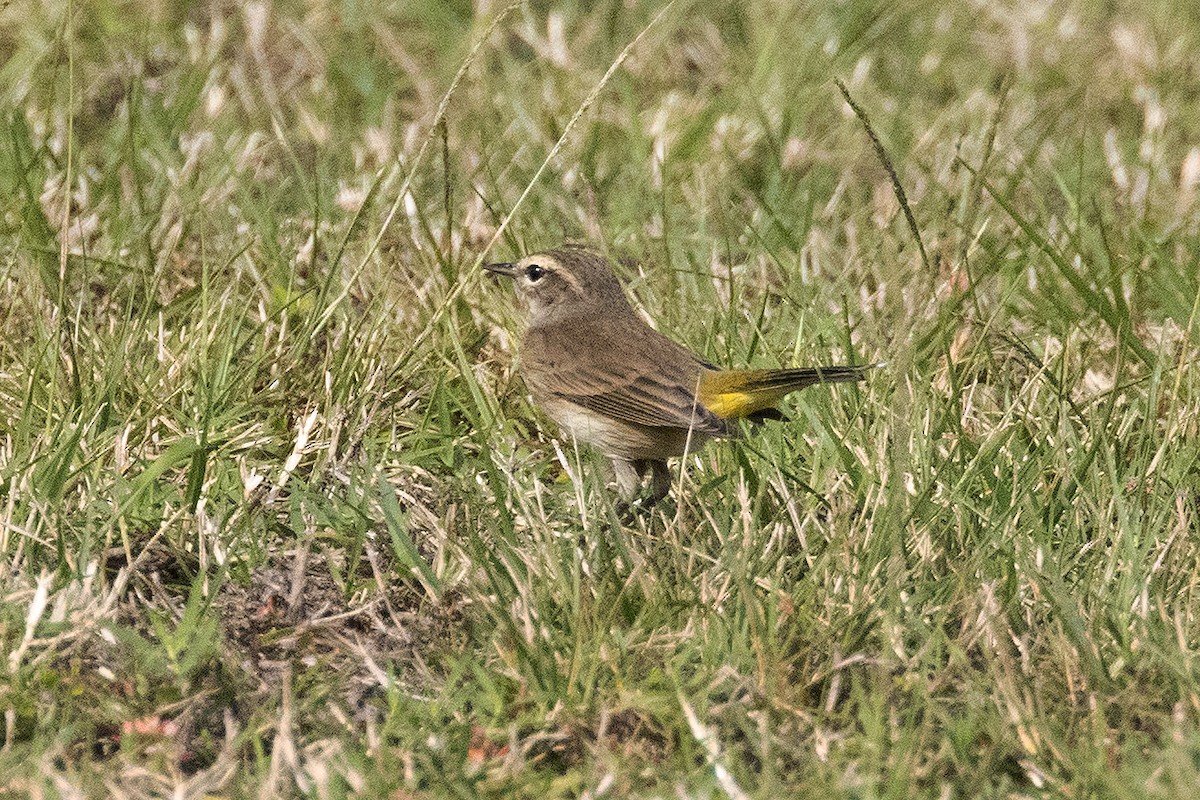 ヤシアメリカムシクイ - ML646772567