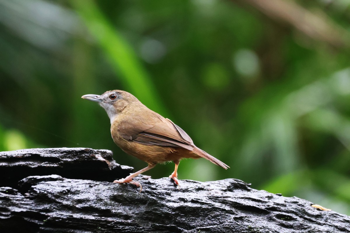 Abbott's Babbler - ML646772569