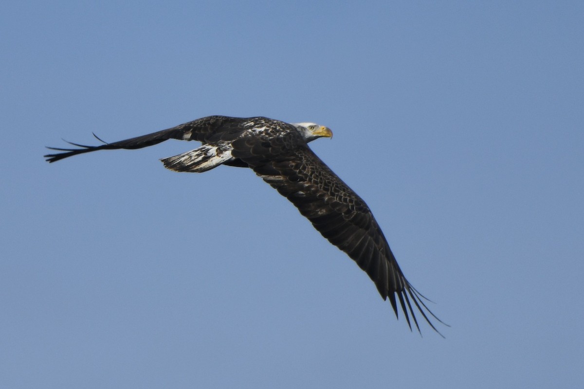 hvithodehavørn - ML646772571