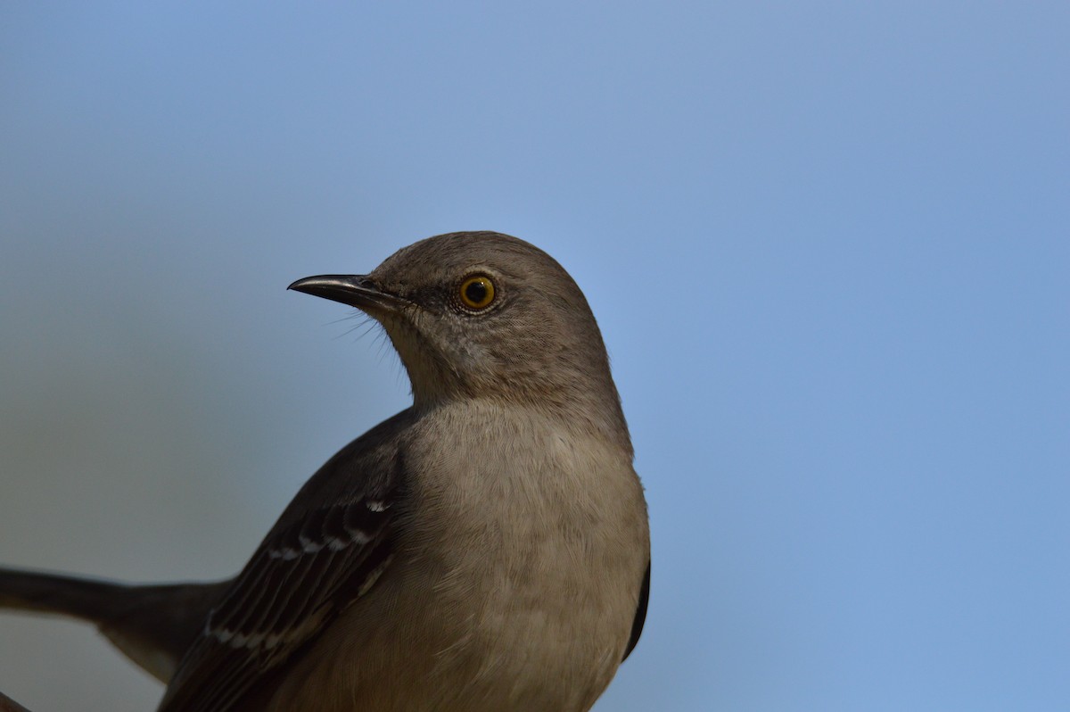 Northern Mockingbird - ML646772572