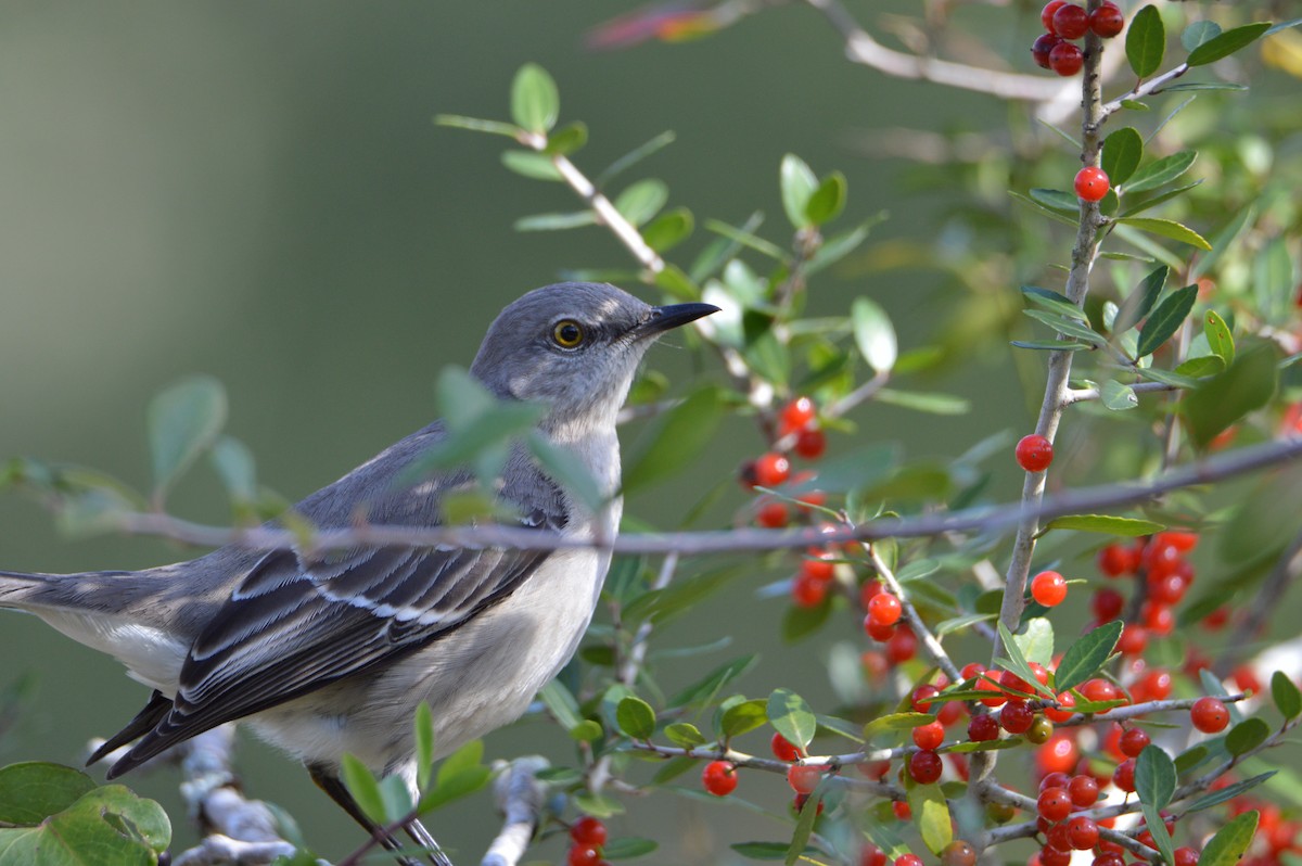 Northern Mockingbird - ML646772573
