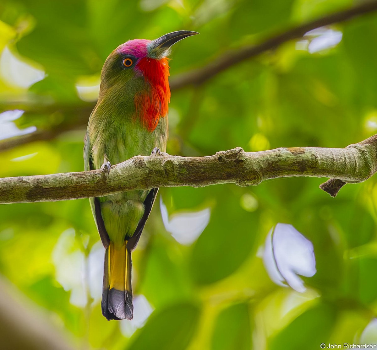 rødskjeggbieter - ML646772577