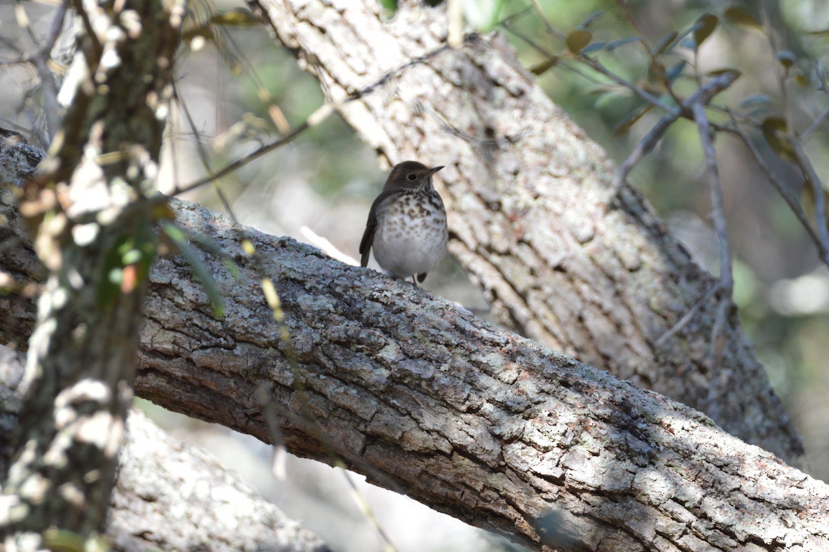 Hermit Thrush - ML646772579