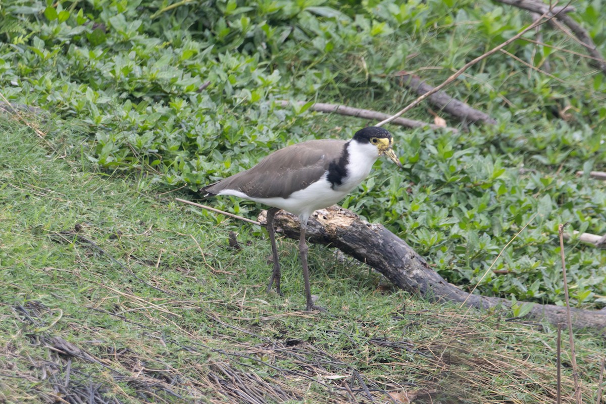 čejka australská - ML646772582