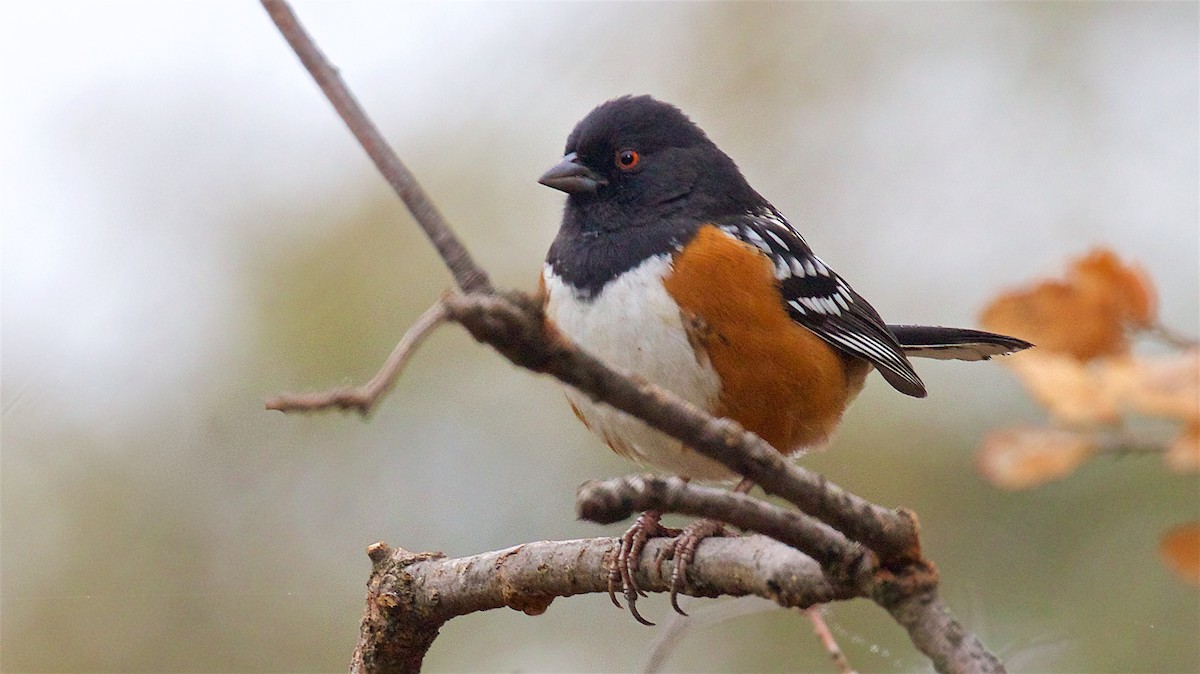 Пятнистый тохи - ML646772583