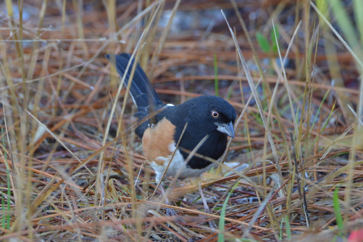 Eastern Towhee - ML646772585