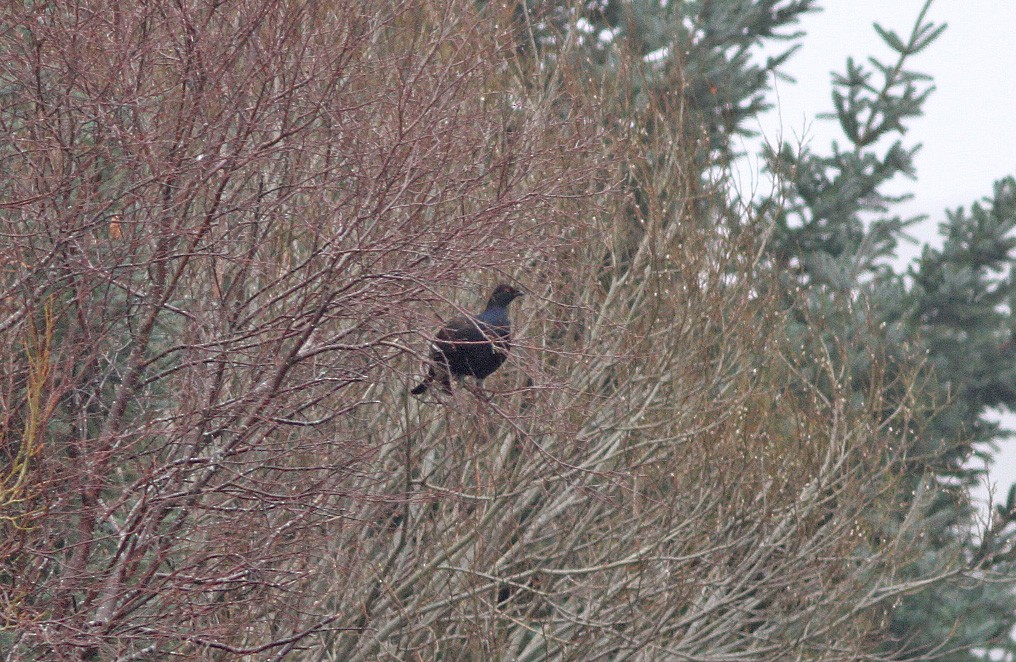 クロライチョウ - ML646772588