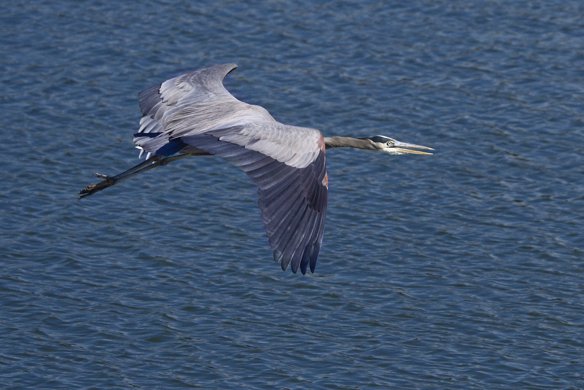 Great Blue Heron - ML646772591