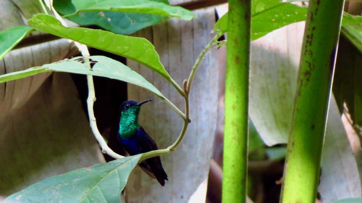 Taçlı Ormanperisi - ML646772593