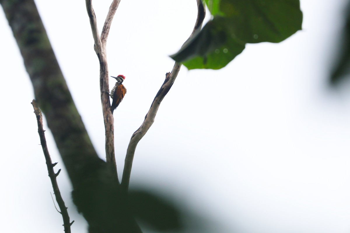 Greater Flameback - ML646772595