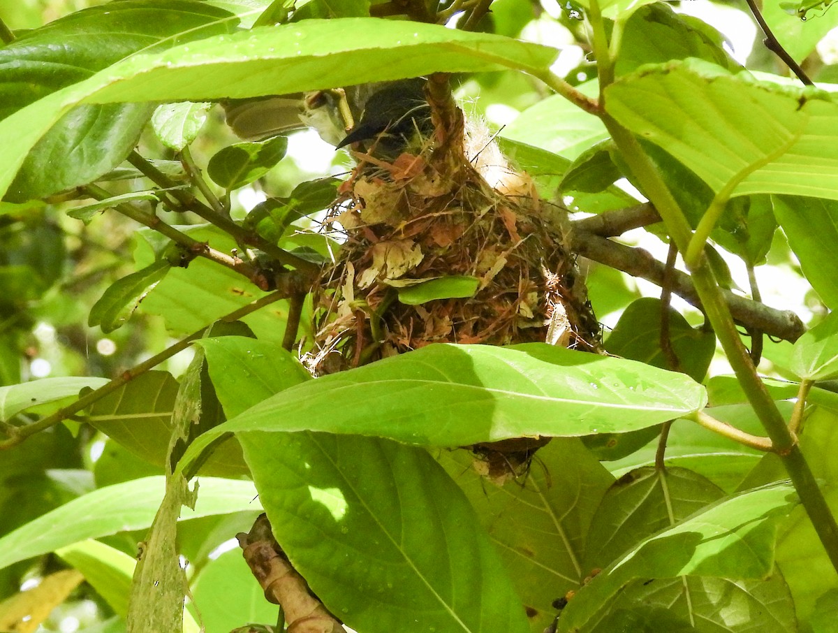 Медолюб великий - ML646772598