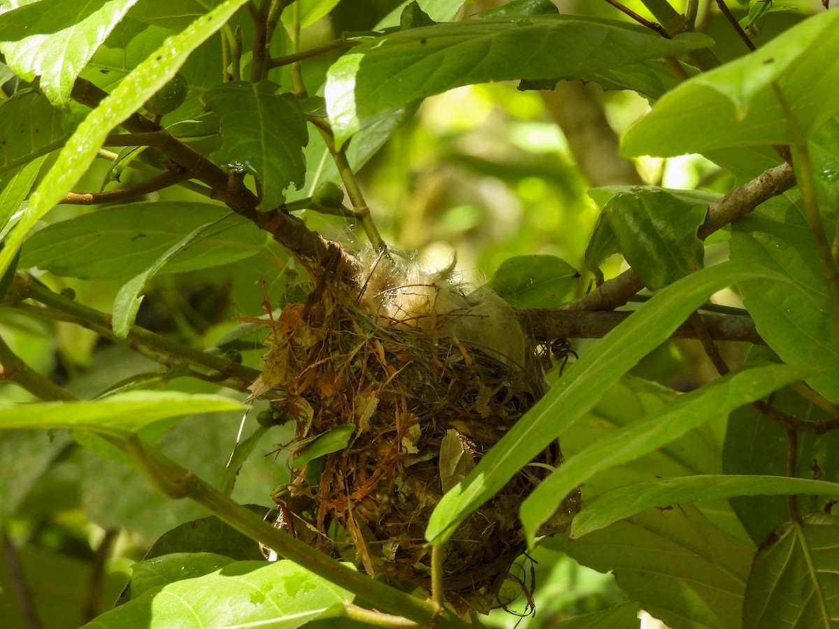 Медолюб великий - ML646772600