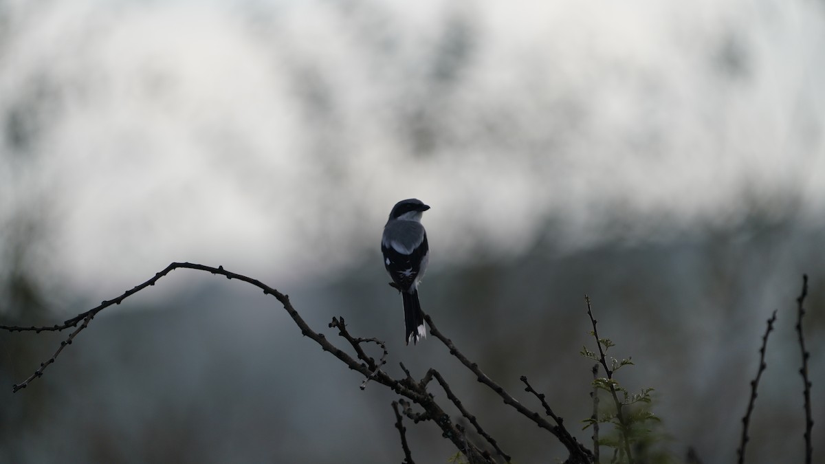 Amerika Örümcekkuşu - ML646772601