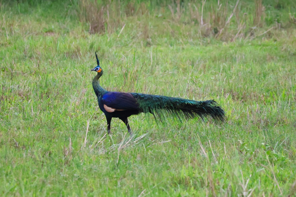 Green Peafowl - ML646772603