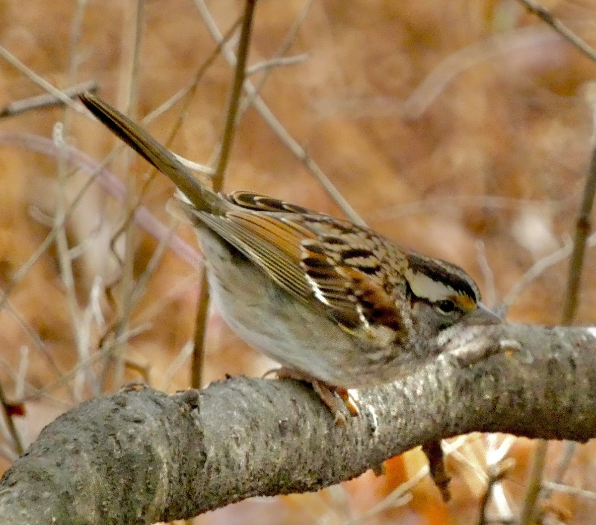 White-throated Sparrow - ML646772604