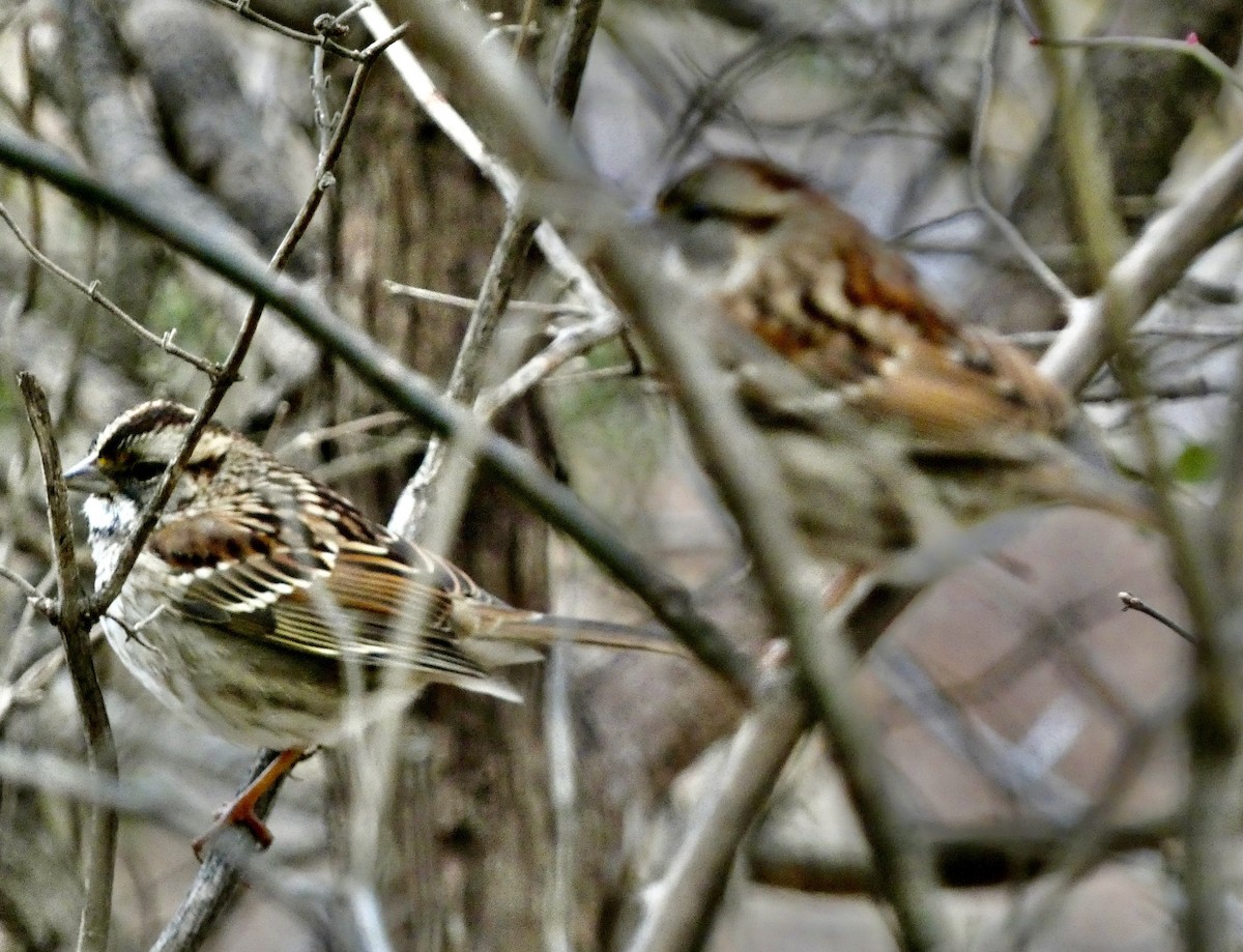 White-throated Sparrow - ML646772605