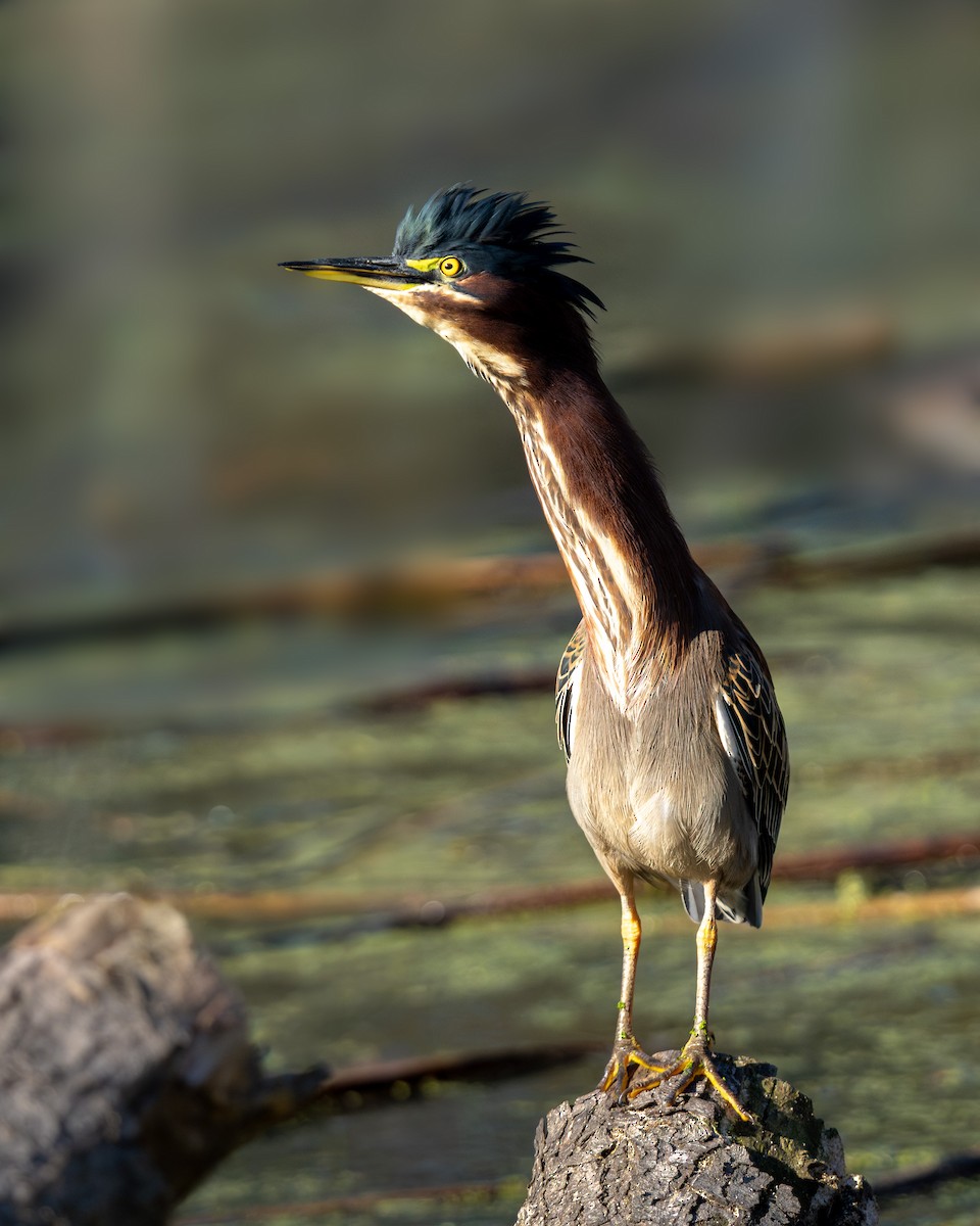 Green Heron - ML646772606