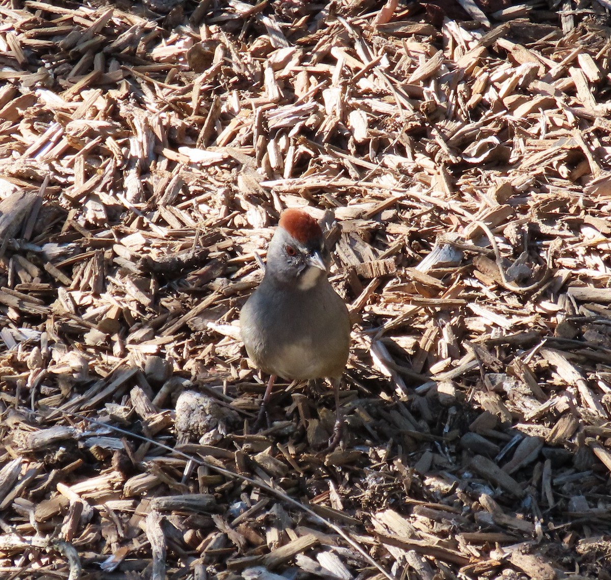 Green-tailed Towhee - ML646772607