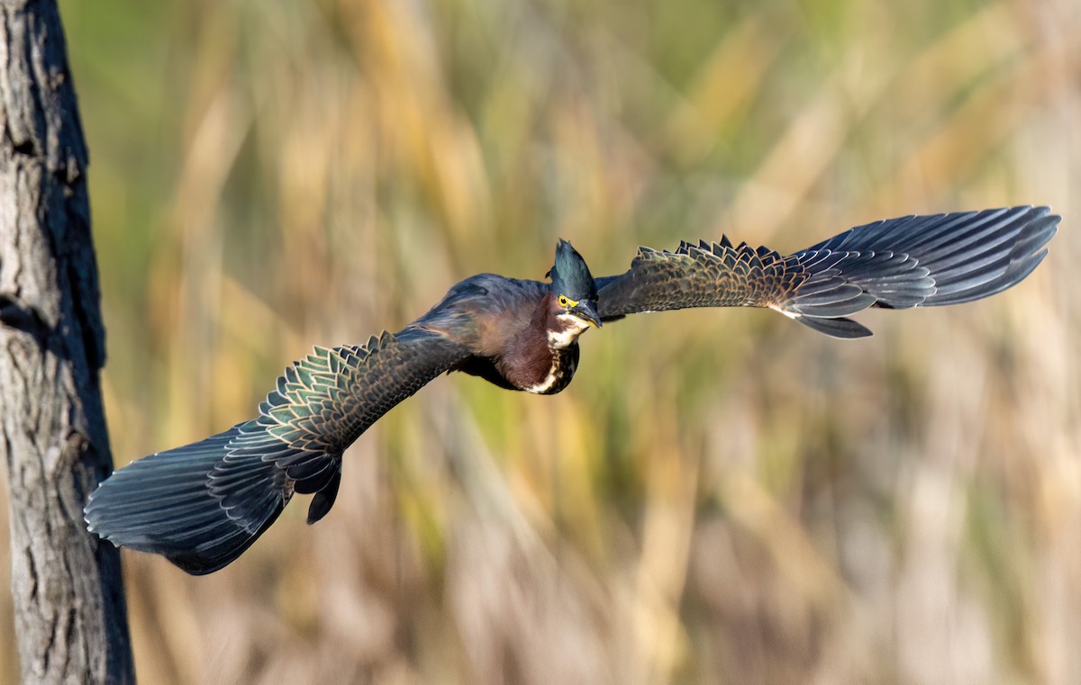 Green Heron - ML646772608
