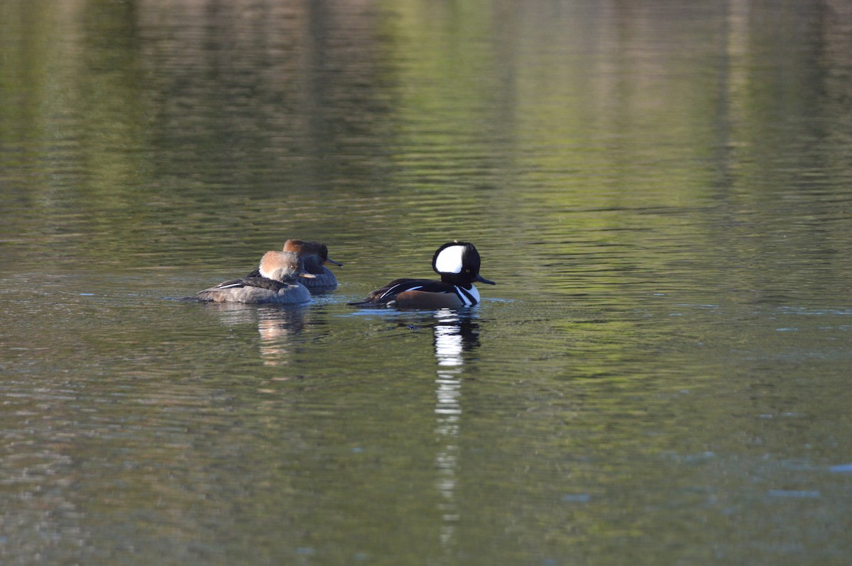Hooded Merganser - ML646772609