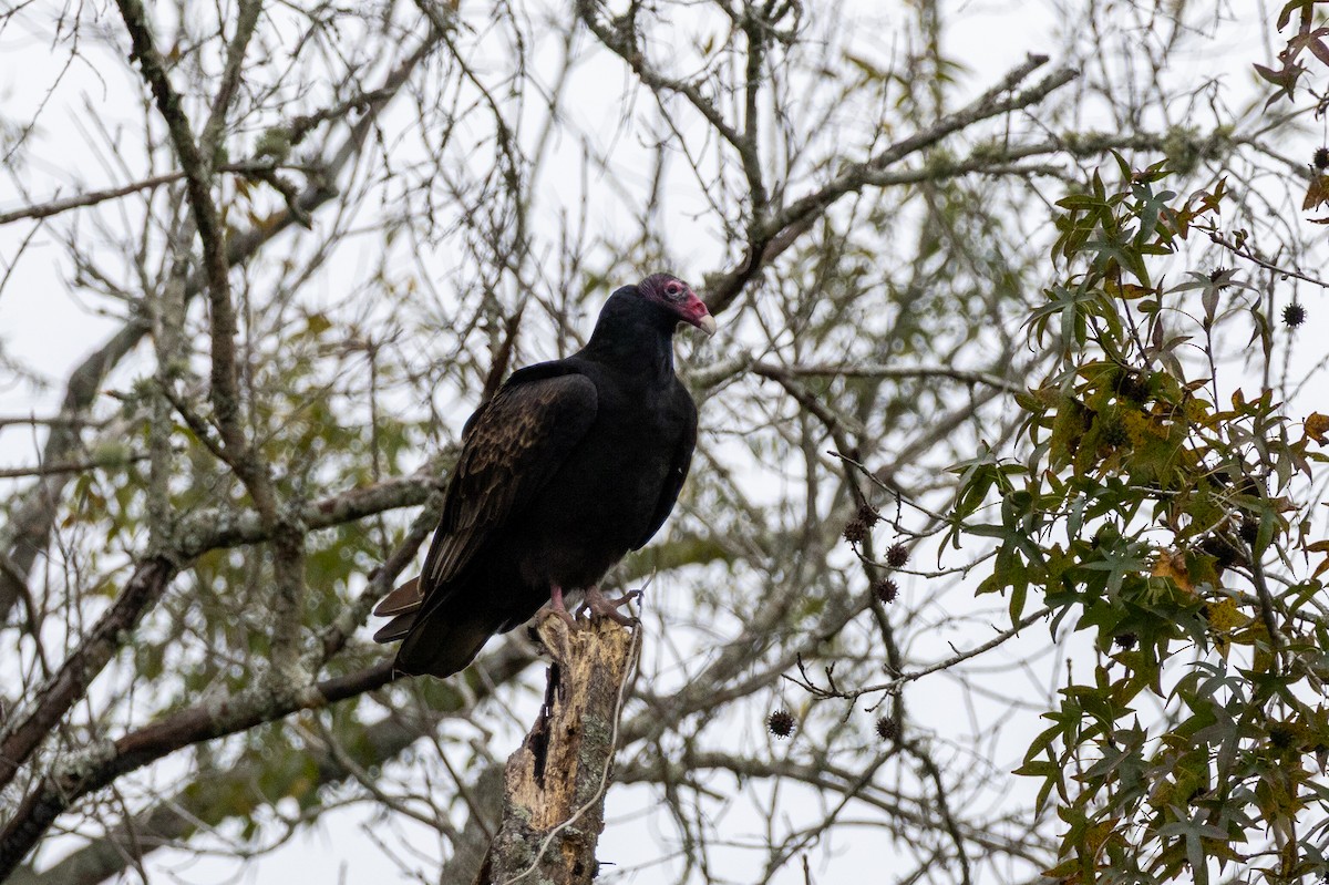 Turkey Vulture - ML646772610
