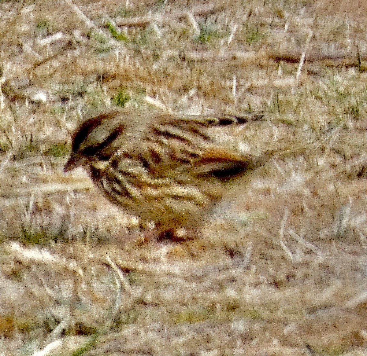 Song Sparrow - ML646772612