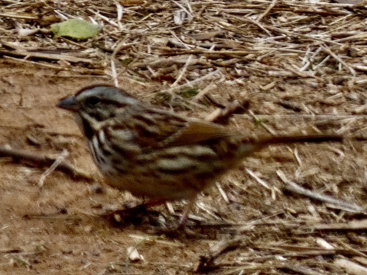 Song Sparrow - ML646772613