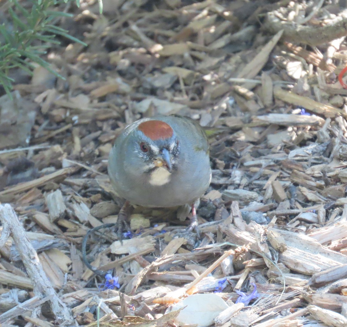 Green-tailed Towhee - ML646772614