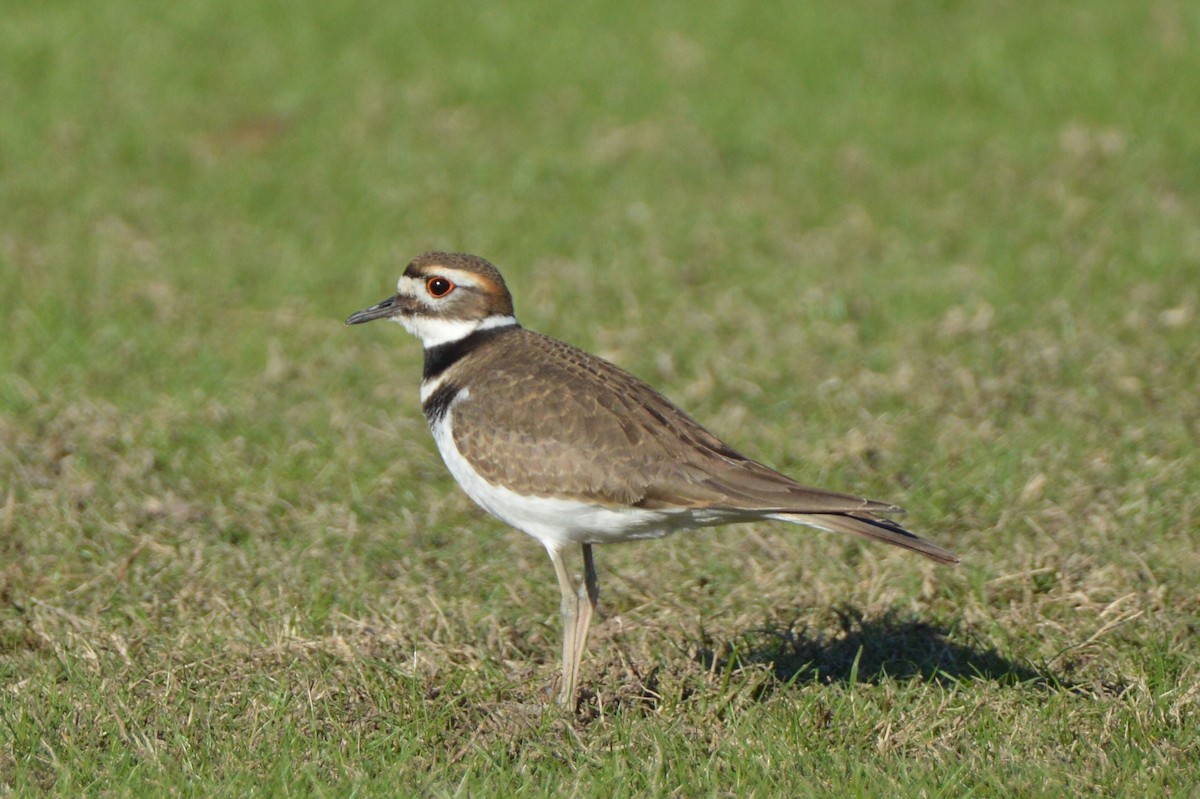 Killdeer - ML646772615