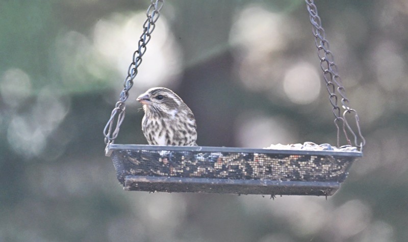Purple Finch - ML646772616
