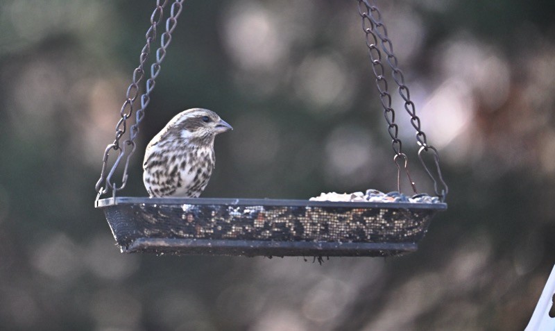 Purple Finch - ML646772617