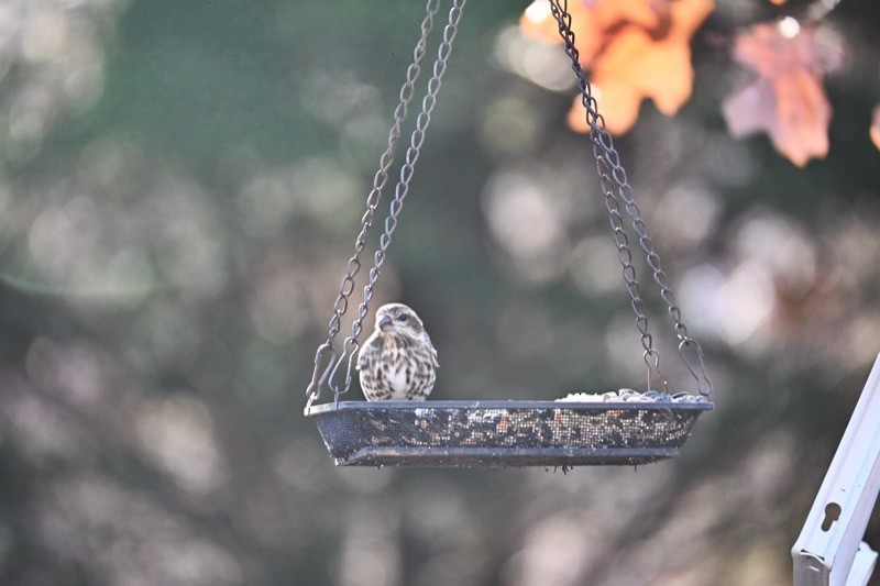 Purple Finch - ML646772618