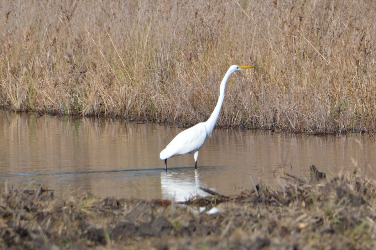 Great Egret - ML646772619